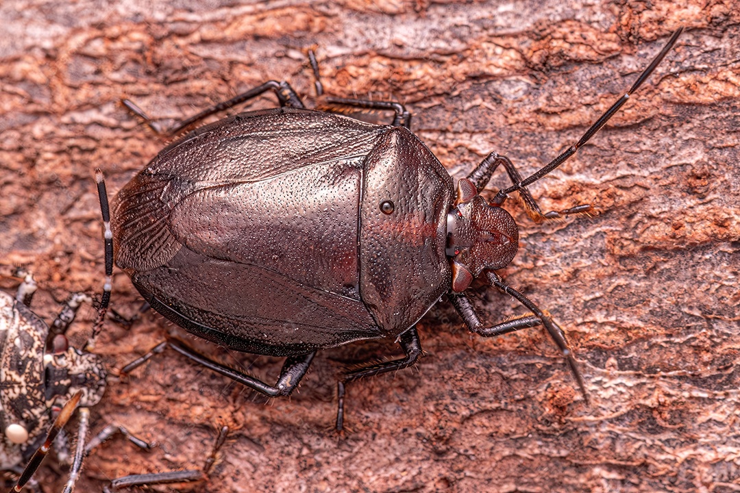 Pequeno percevejo do gênero Antiteuchus