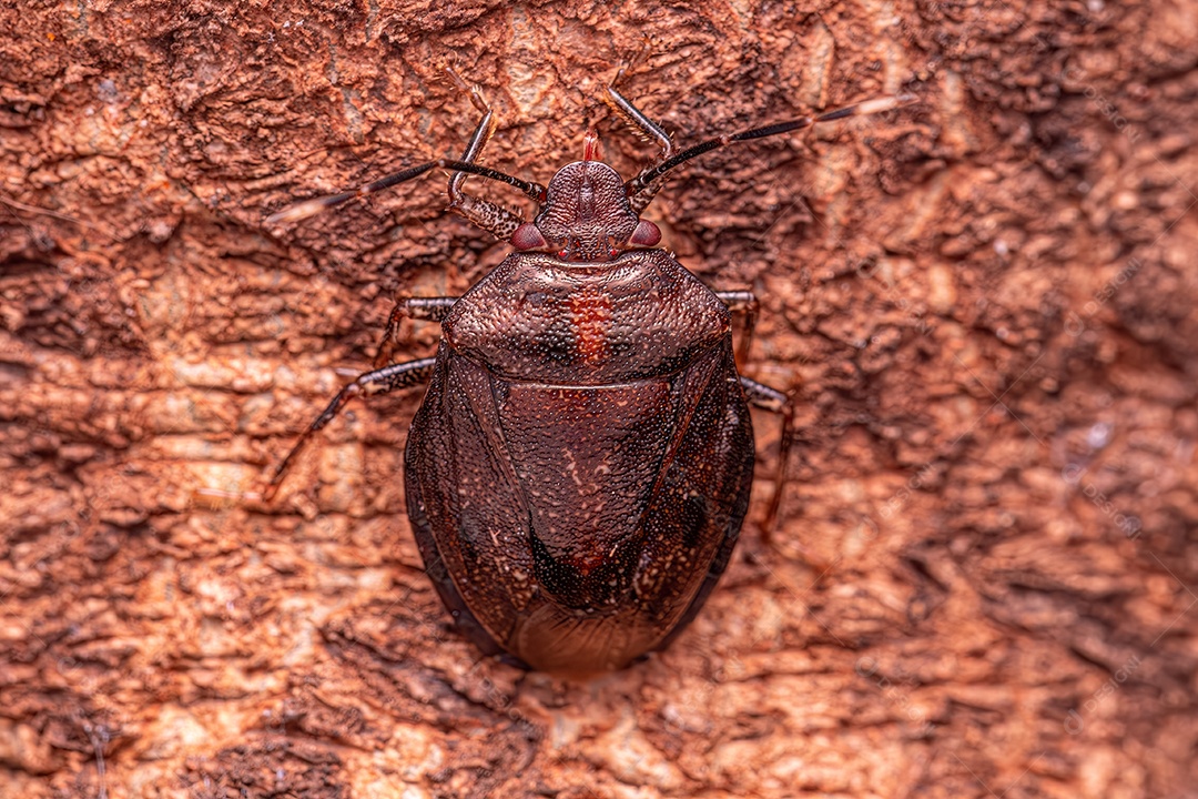 Pequeno percevejo do gênero Antiteuchus