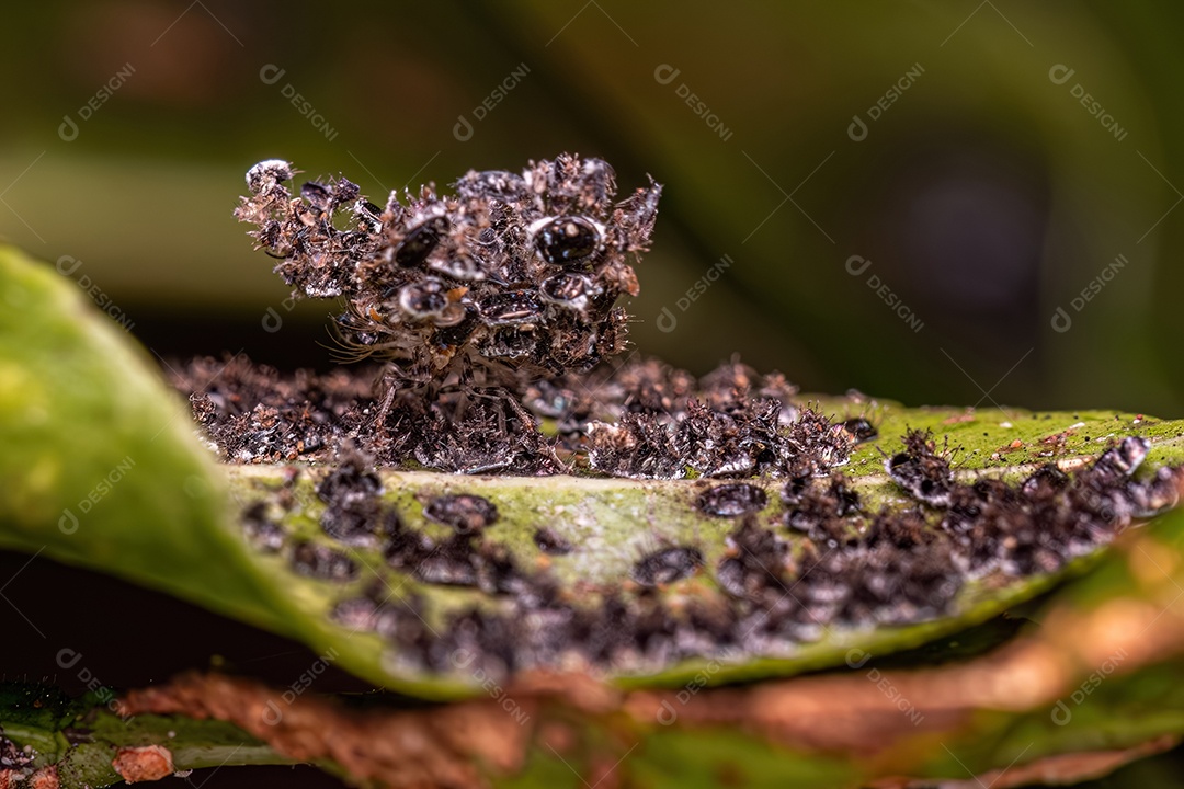 Insetos da Mosca Negra