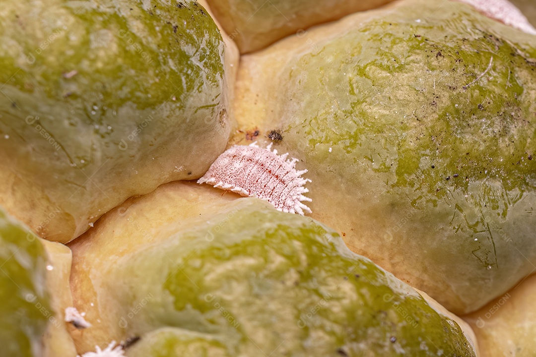 Inseto de escama branca da superfamília Coccoidea