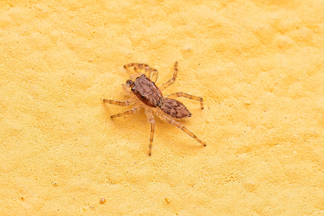 Pequena aranha saltadora cinzenta da espécie Menemerus bivittatus