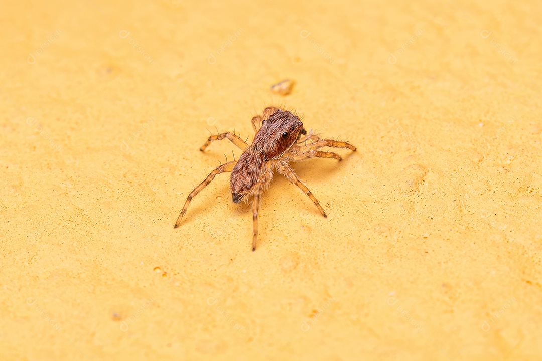 Pequena aranha saltadora cinzenta da espécie Menemerus bivittatus