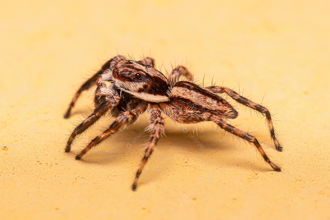 Aranha saltadora cinzenta macho adulto da espécie Menemerus bivittatus