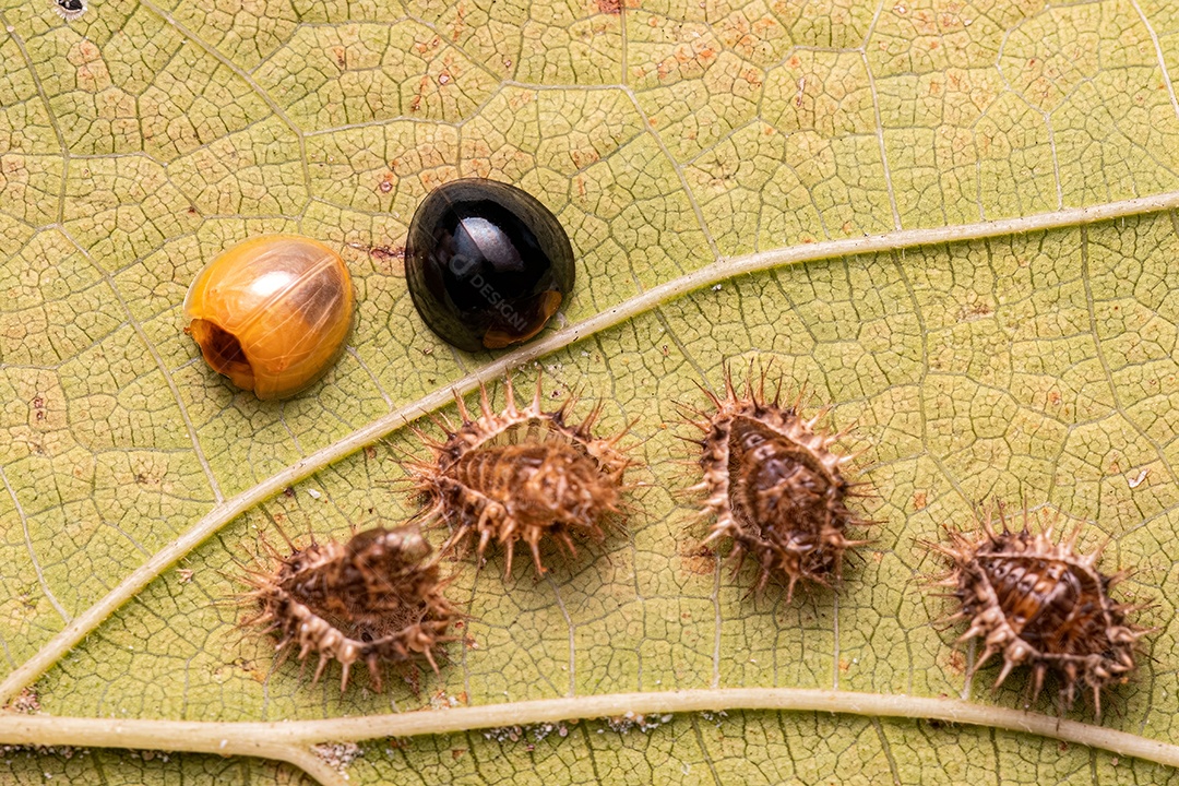 Besouros adultos que se alimentam de escamas da espécie Chilocorus nigritus