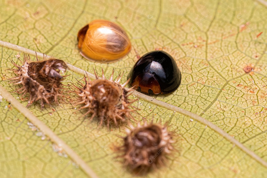 Besouros adultos que se alimentam de escamas da espécie Chilocorus nigritus