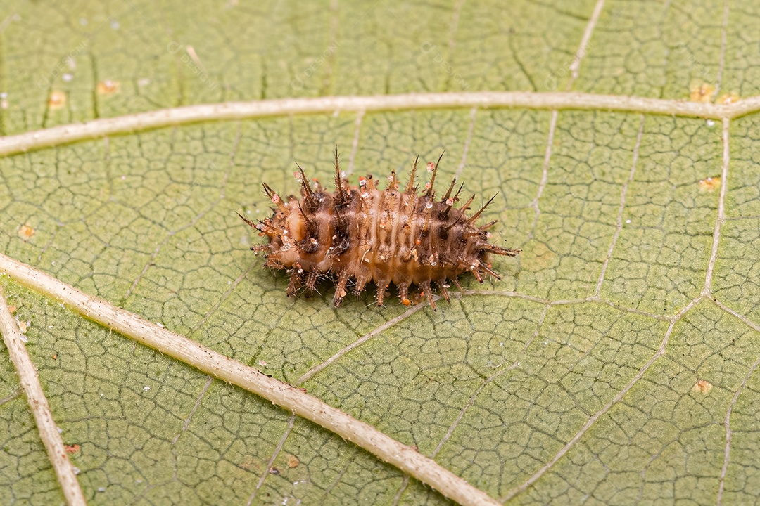 Larva comedora de escamas da espécie Chilocorus nigritus