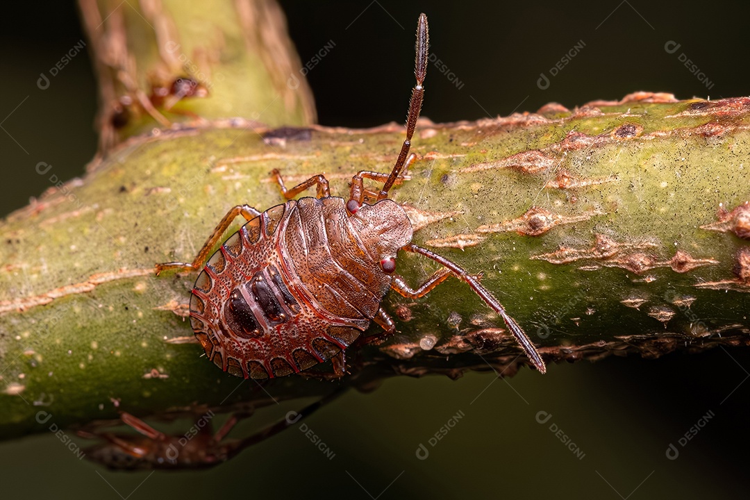 Pequeno percevejo do gênero Antiteuchus