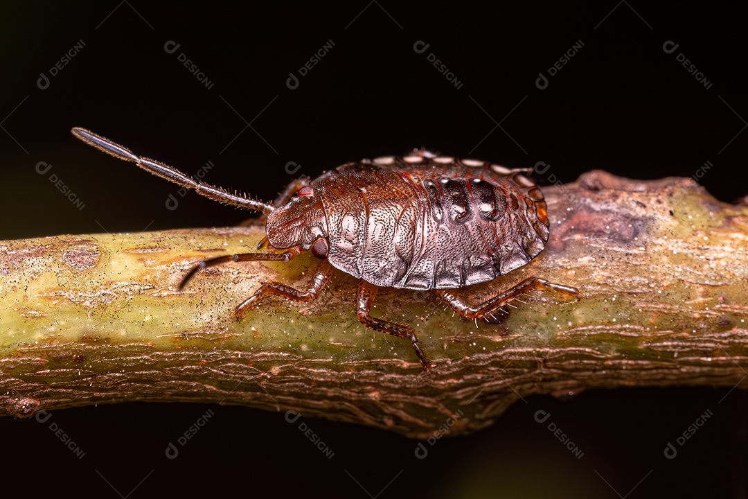 Pequeno percevejo do gênero Antiteuchus