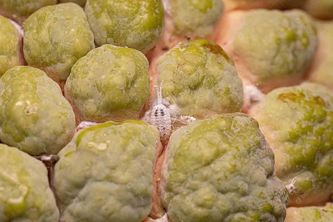 Inseto de escama branca da superfamília Coccoidea