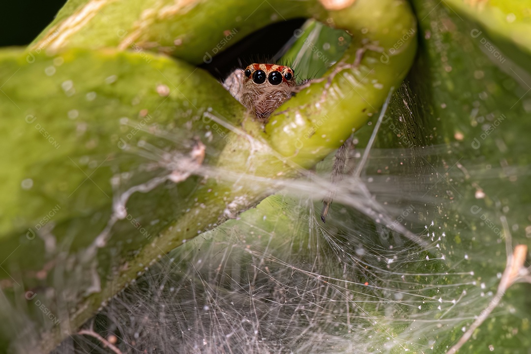 Pequena Aranha Saltadora da Subtribo Freyina