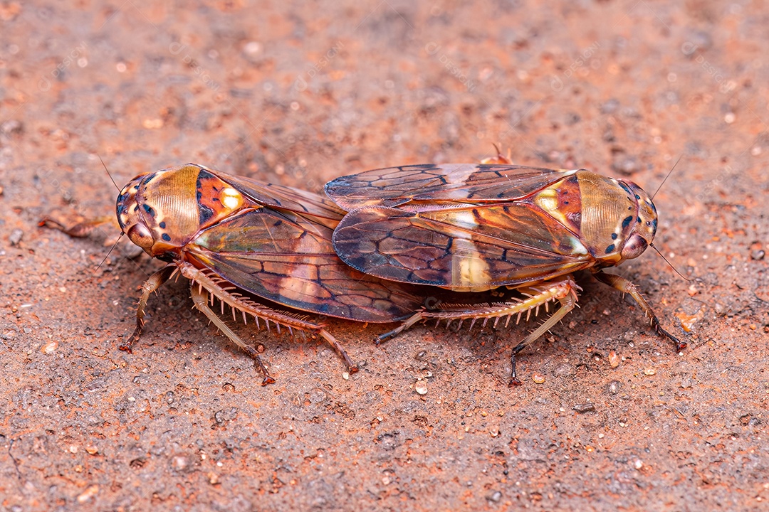 Cigarrinha típica adulta da tribo Gyponini