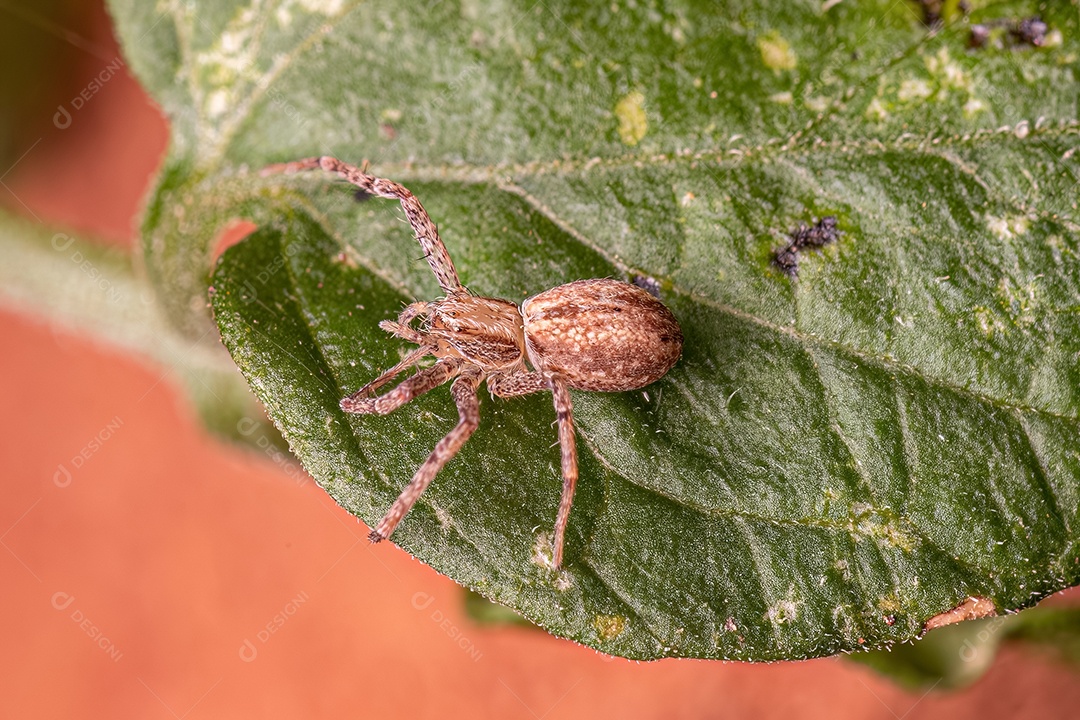 Aranha-caranguejo fêmea adulta do gênero Tibelloides