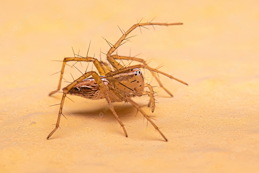 Aranha lince listrada fêmea do gênero Oxyopes