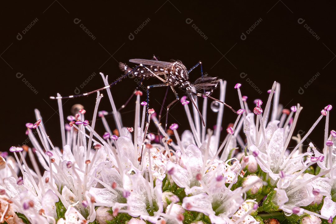 Mosquito macho adulto da febre amarela da espécie Aedes aegypti