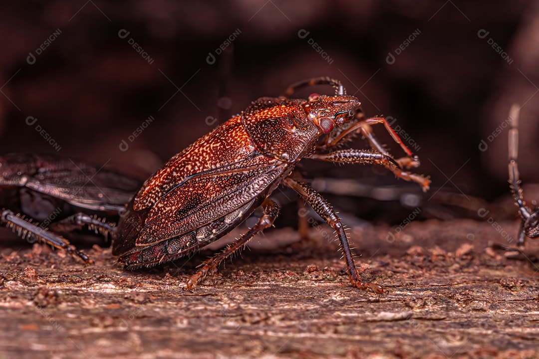 Percevejo adulto do gênero Antiteuchus