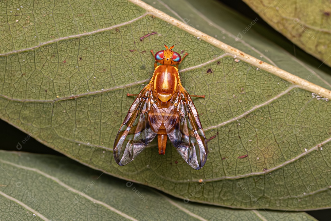 Mosca da fruta adulta do gênero Anastrepha