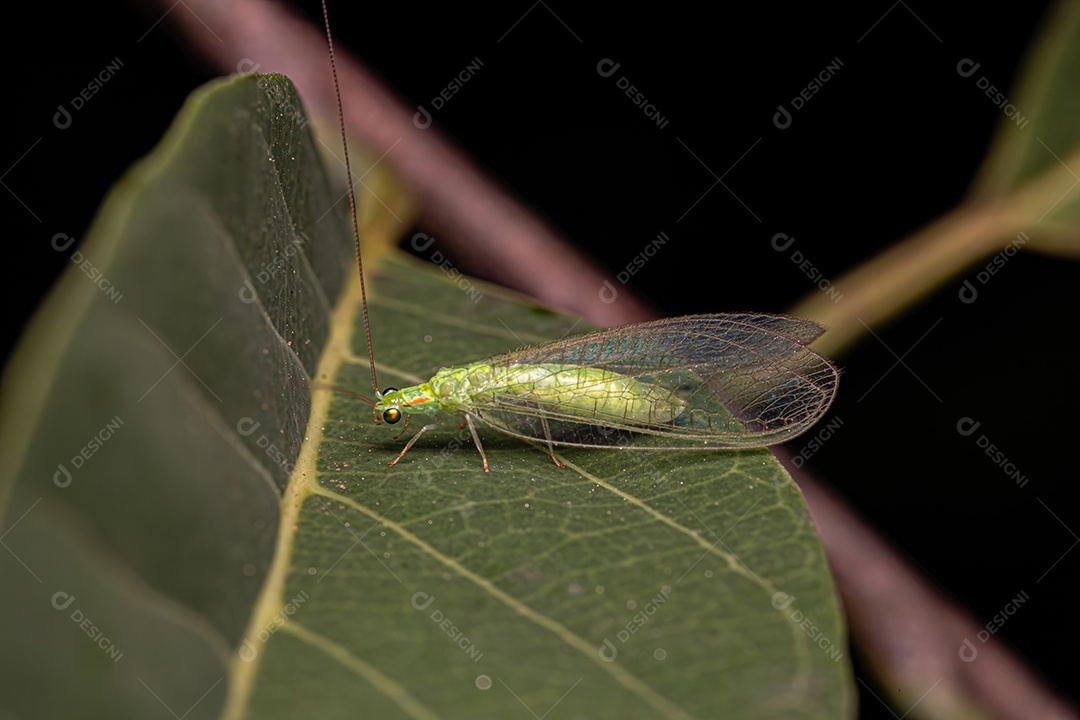 Adulto Típico crisopídeo do gênero Ceraeochrysa