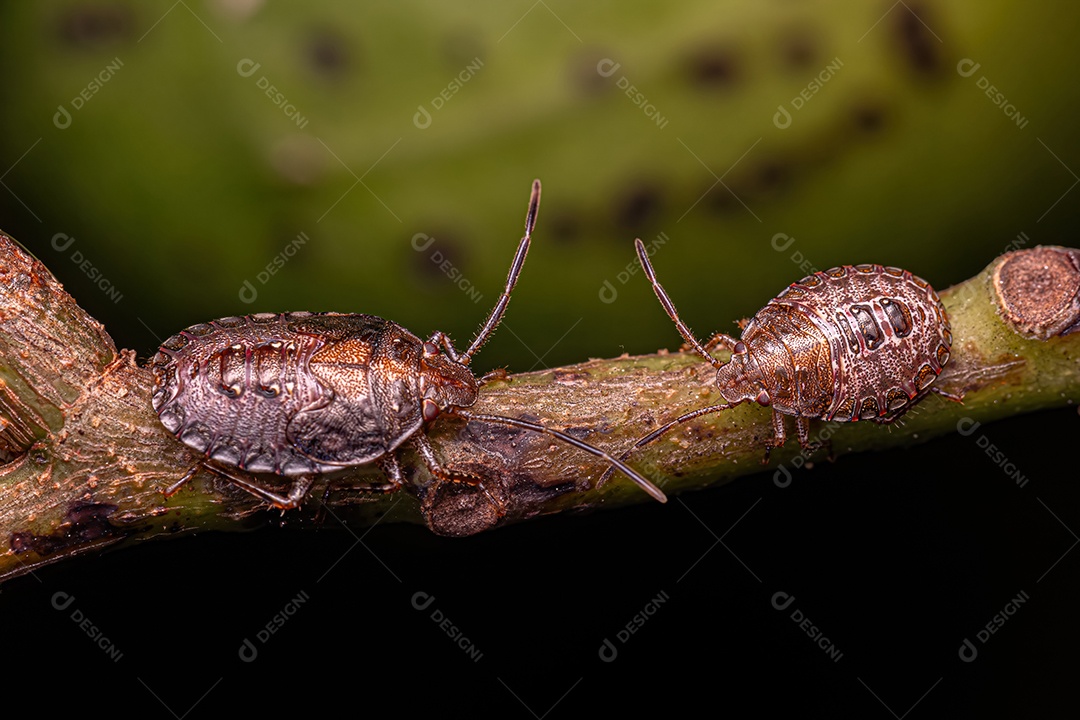 Ninfa de percevejos do gênero Antiteuchus