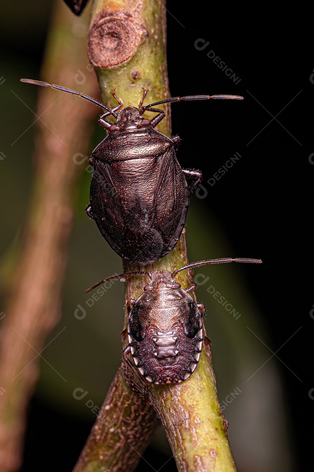 Percevejo adulto do gênero Antiteuchus