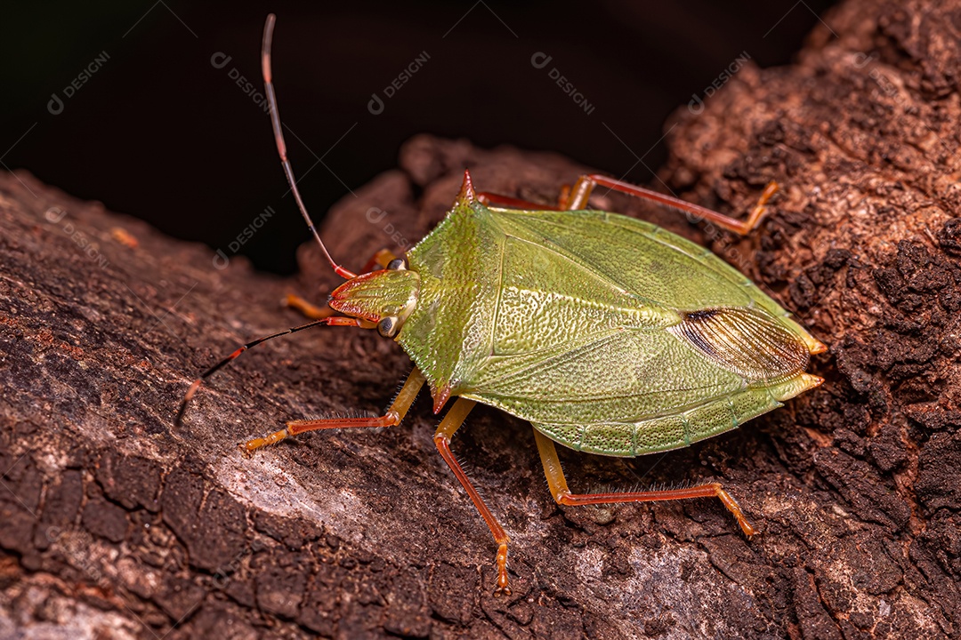 Percevejo adulto do gênero Chlorocoris