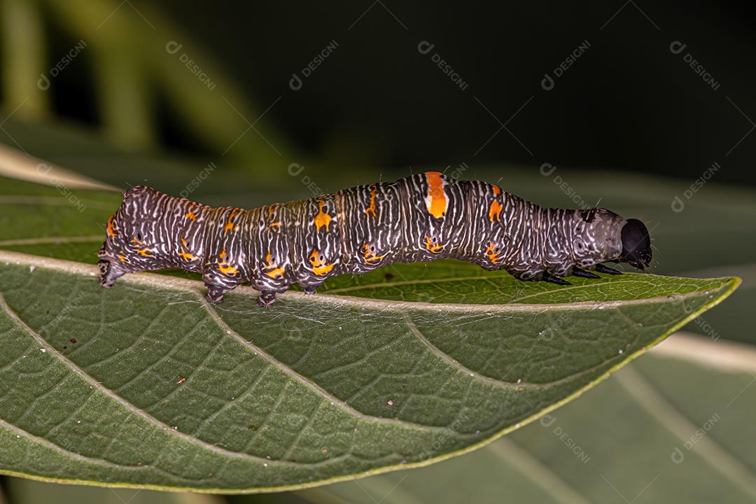 Pequena larva de borboleta da Ordem Lepidoptera
