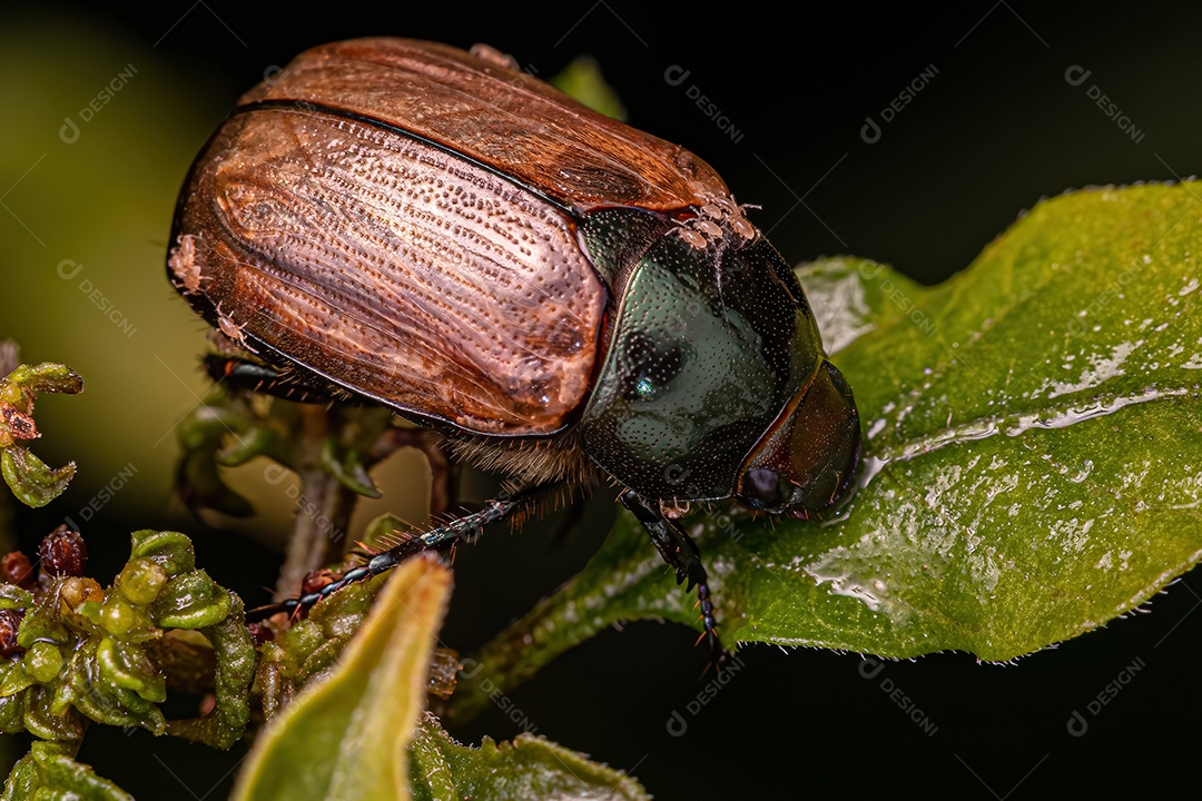 Escaravelho marrom adulto da família Scarabaeidae com acari