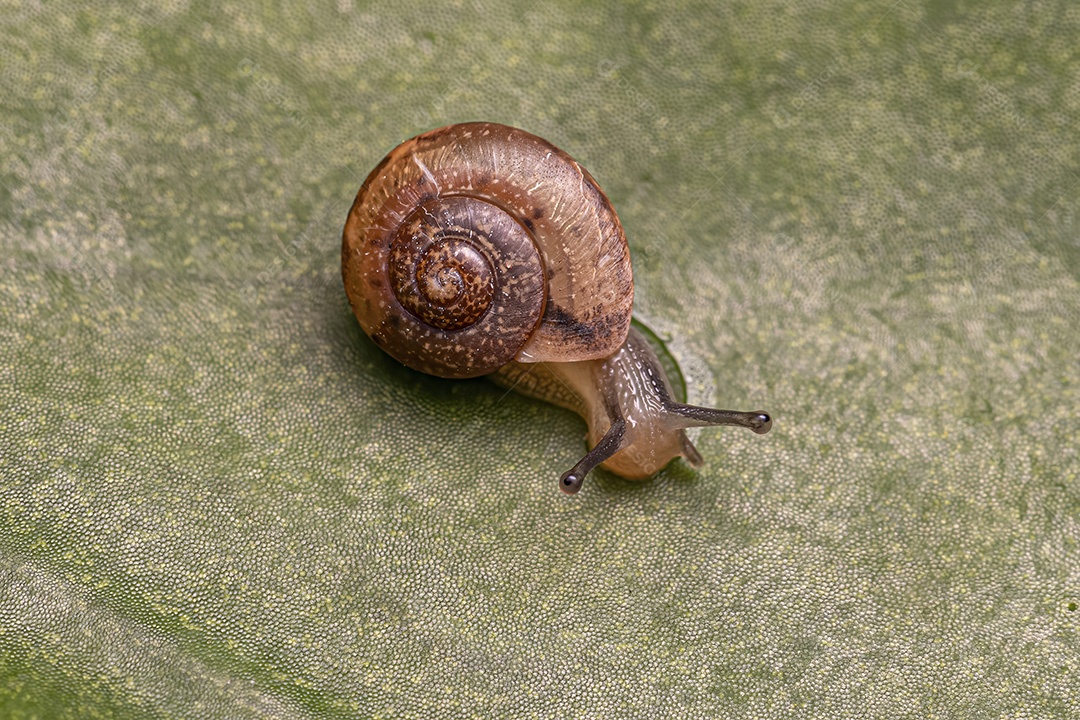 Caracol Vagabundo Asiático da espécie Bradybaena similaris