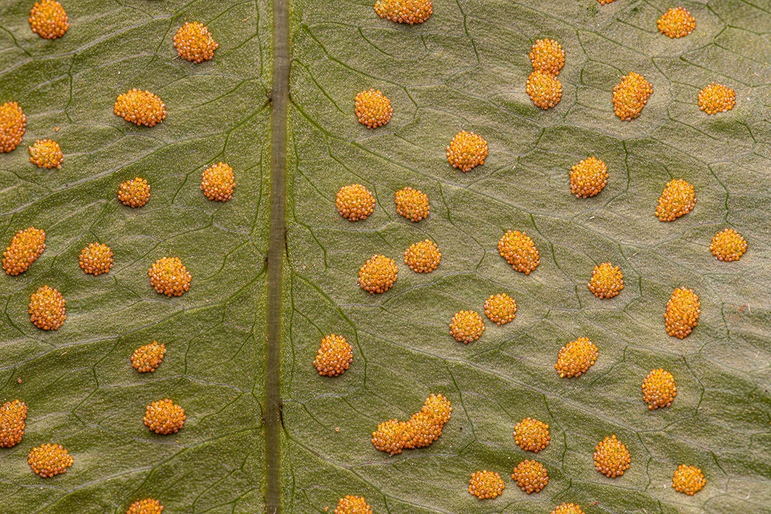 Esporângios nas folhas de uma samambaia da Ordem Polypodiales