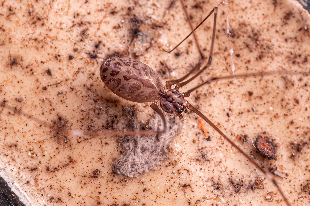 Fêmea adulta Pale Daddy Longlegs Aranha da espécie Smeringopus pallidus