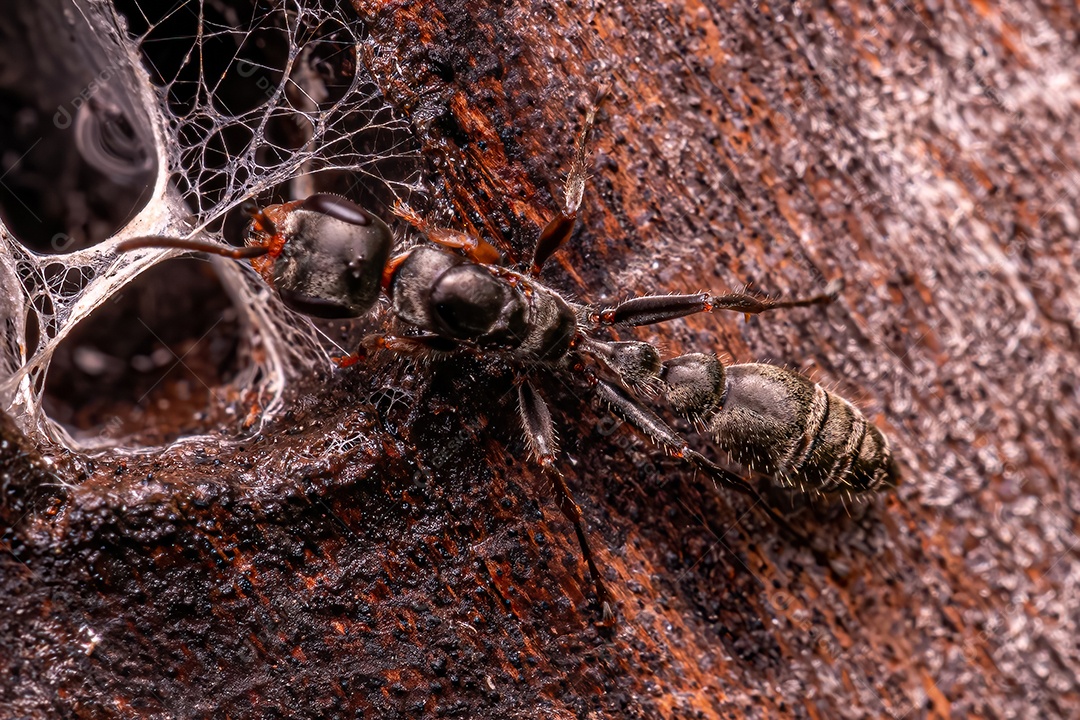 Formiga rainha galho adulta do gênero Pseudomyrmex