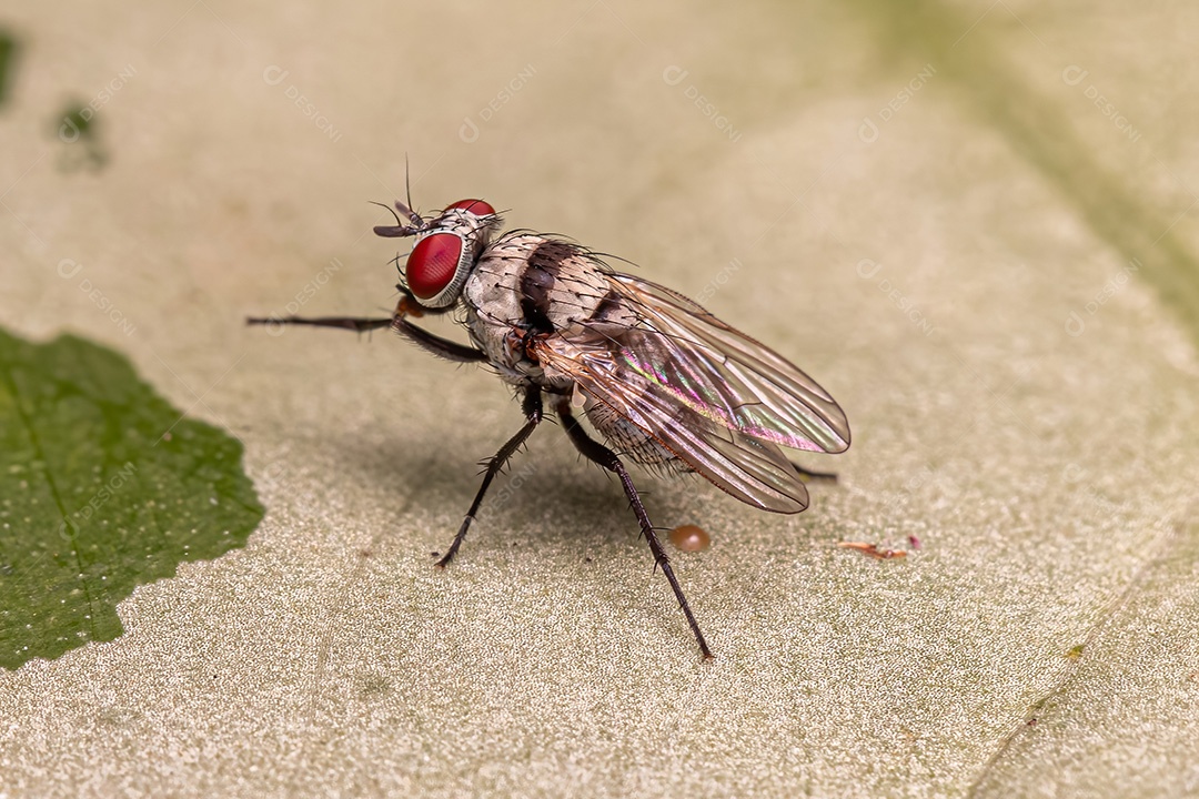 Mosca muscóide adulta do gênero Anthomyia