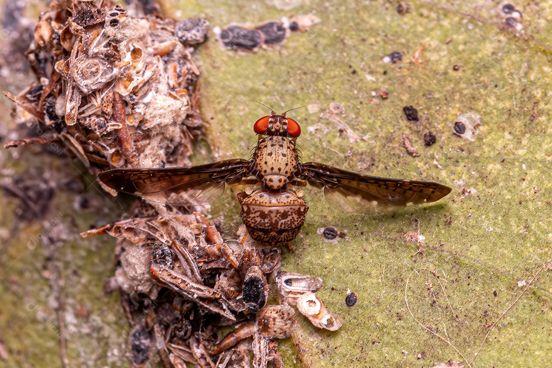 Mosca alada adulta do gênero Pterocalla