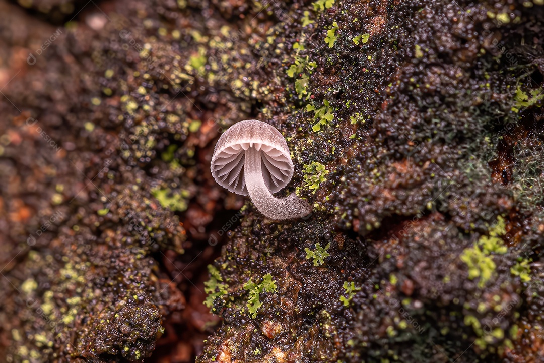 Cogumelo branco pequeno do gênero Mycena