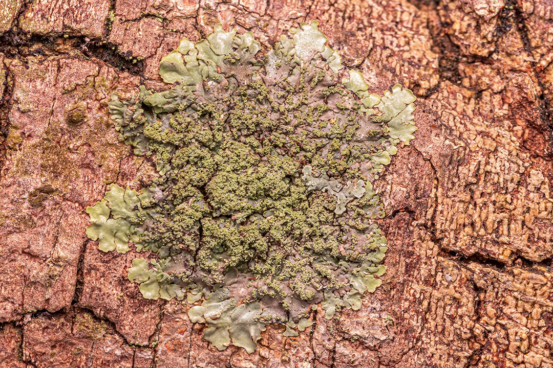 Pequenos Fungos Incluindo Líquens do Reino Fungi