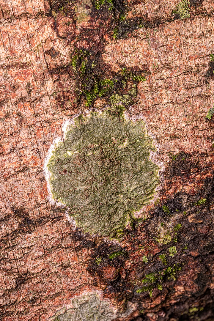 Pequenos Fungos Incluindo Líquens do Reino Fungi