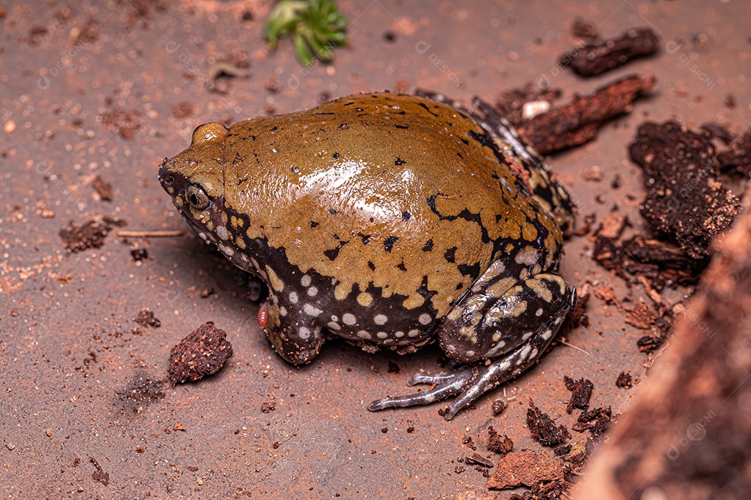 Rã Cupim Muller pequena da espécie Dermatonotus muelleri