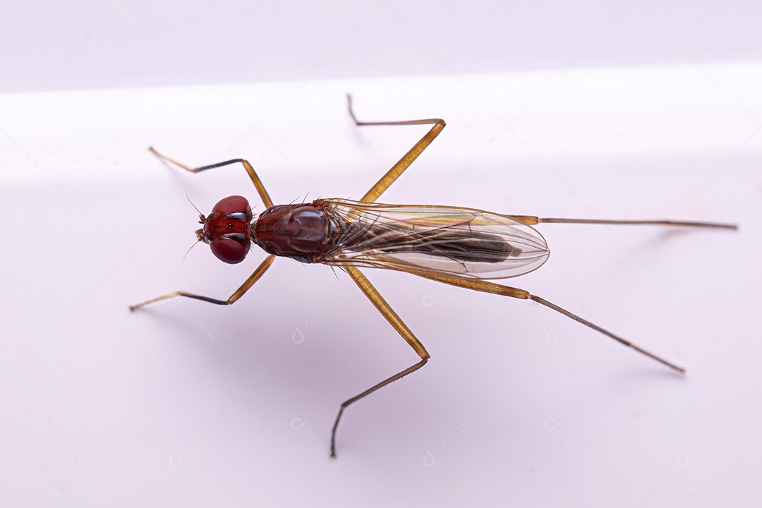 Mosca pernalta adulta da subfamília Taeniapterinae