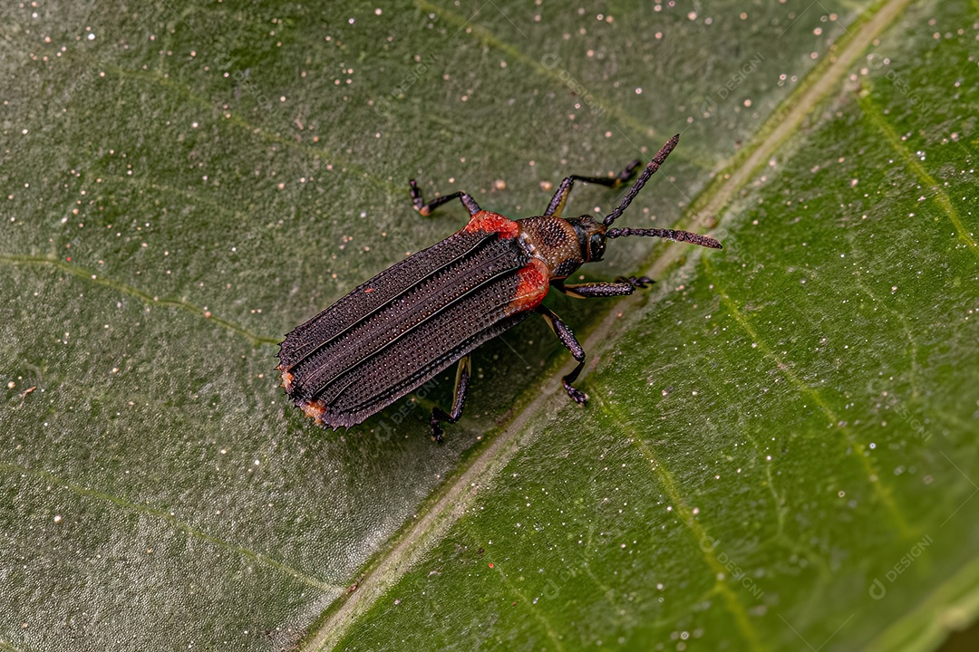 Besouro Folha Adulto da Tribo Chalepini