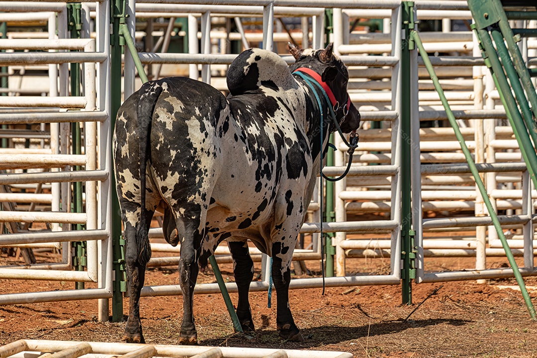 Vaca malhada preta e branca adulta em um curral durante a tarde