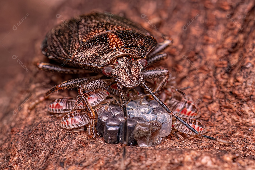 Percevejo fedorento do gênero Antiteuchus protegendo os ovos com foco seletivo