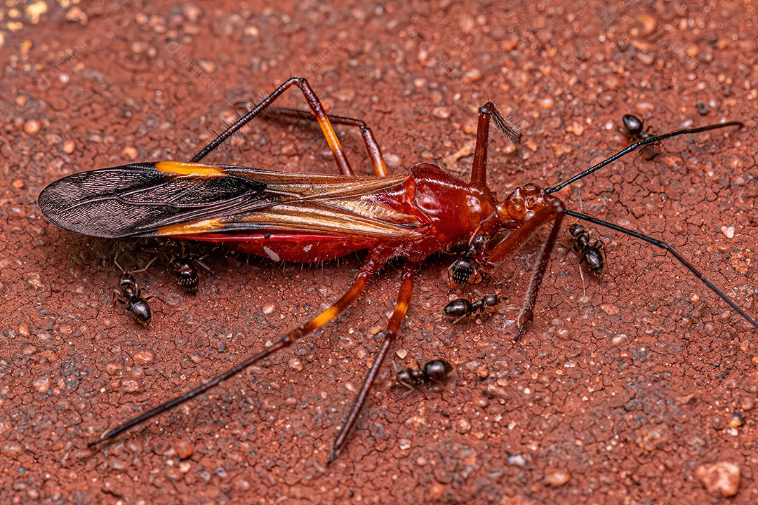 Formigas fêmeas adultas do gênero Brachymyrmex atacando um inseto assassino adulto da espécie Graptocleptes bicolor