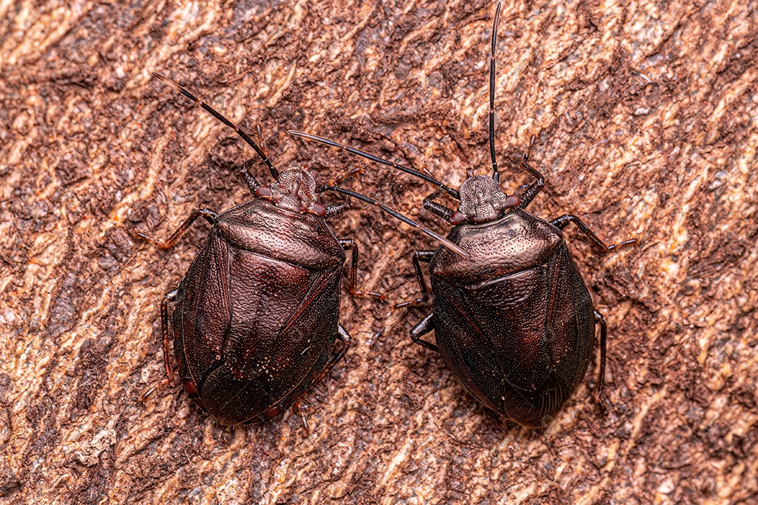Percevejos do gênero Antiteuchus