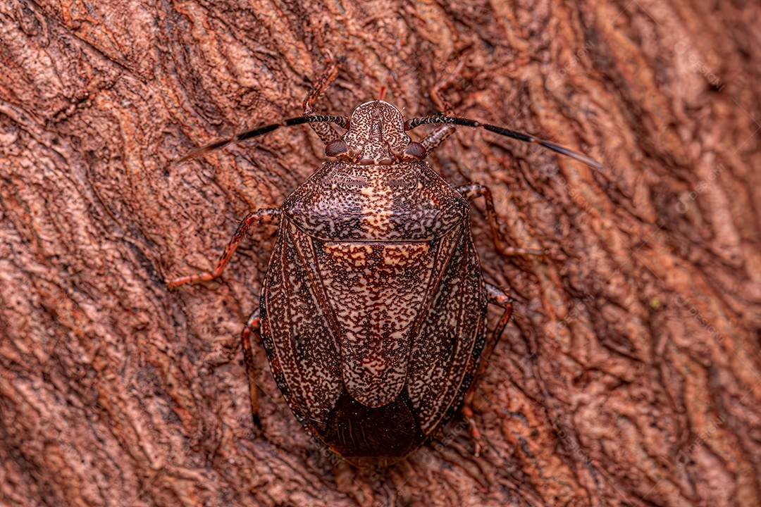 Percevejos do gênero Antiteuchus