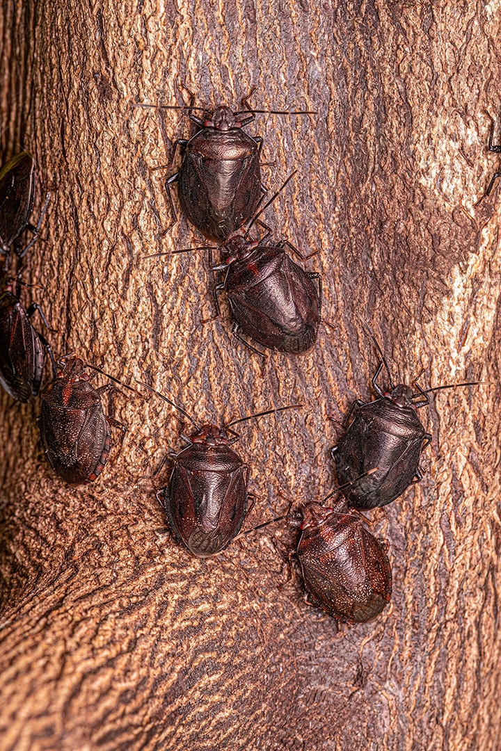 Percevejo adulto do gênero Antiteuchus