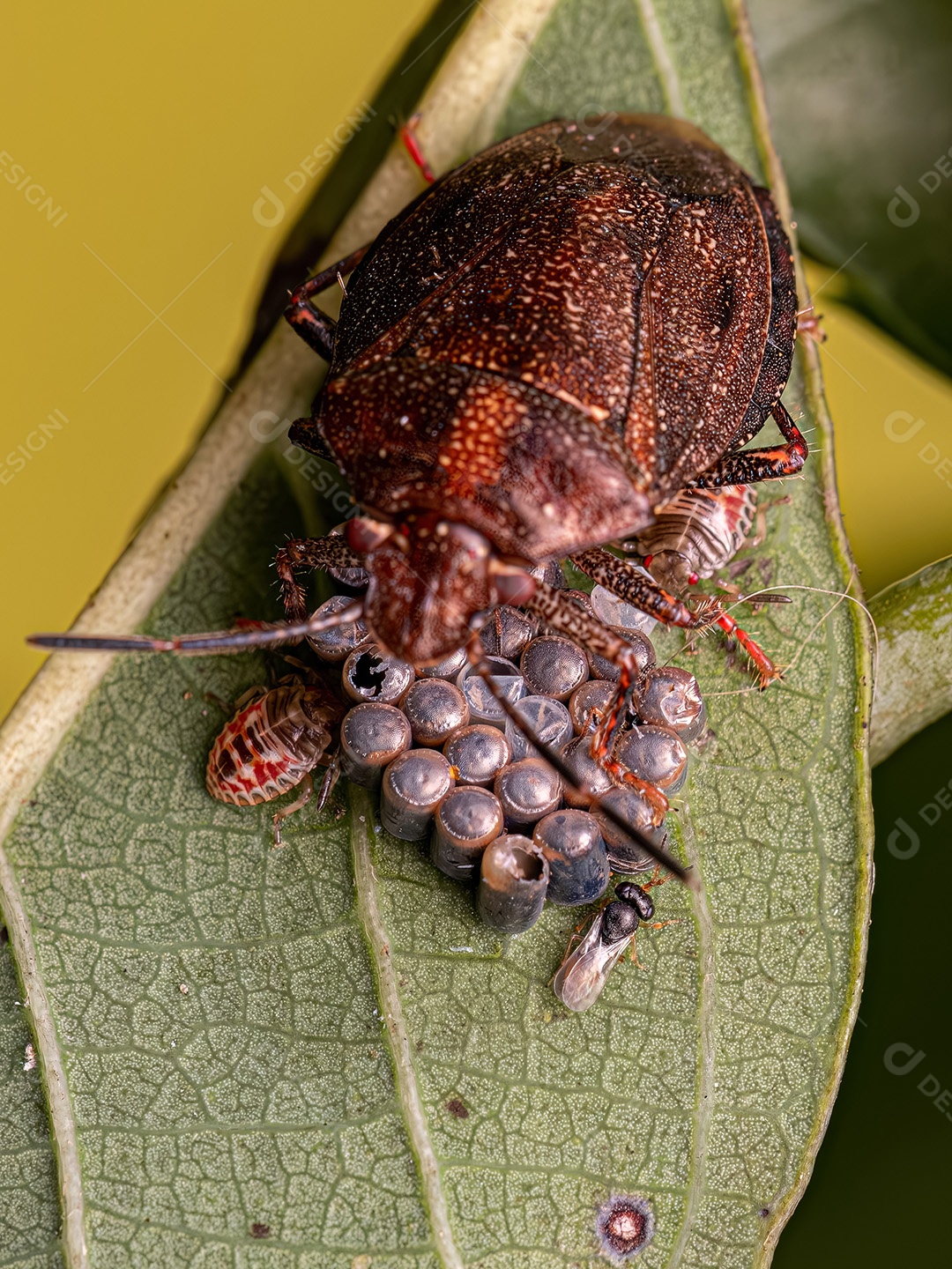 Percevejo fedorento do gênero Antiteuchus protegendo os ovos com foco seletivo