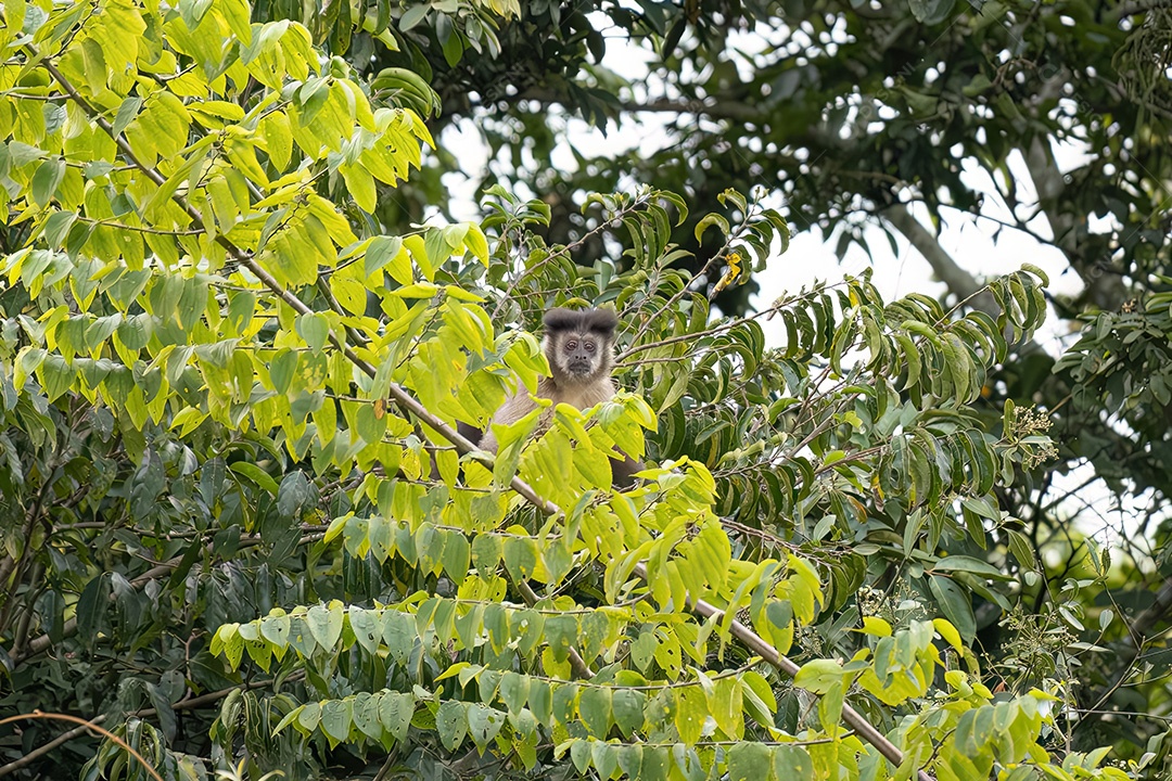 Azara Macaco Capuchinho Animal da espécie Sapajus