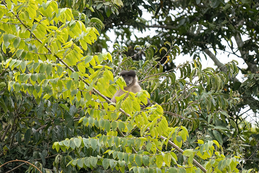 Azara Macaco Capuchinho Animal da espécie Sapajus