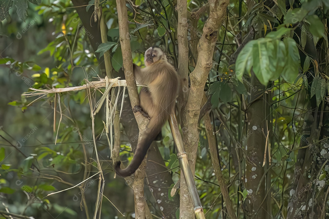 Azara Macaco Capuchinho Animal da espécie Sapajus