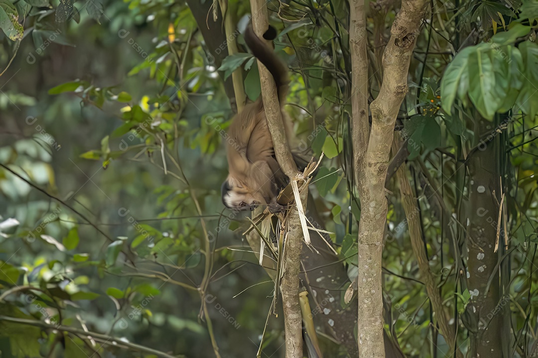 Azara Macaco Capuchinho Animal da espécie Sapajus