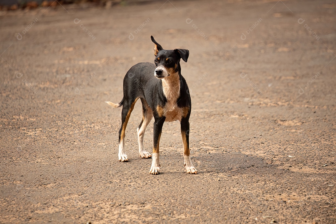 Animal mamífero cachorro abandonado na rua à tarde